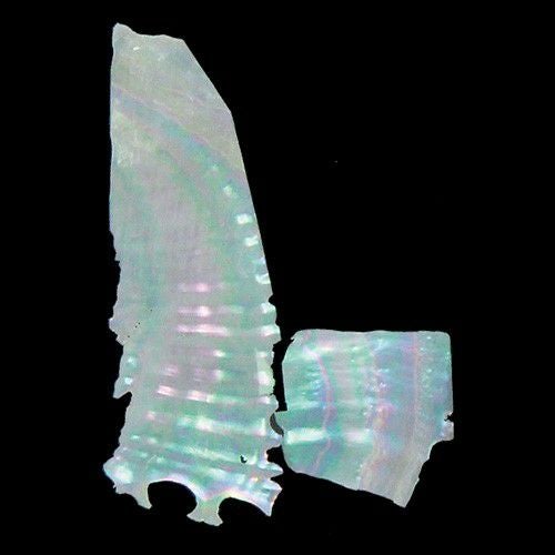 青貝板｜全品10％割引！【造ハウ.com】